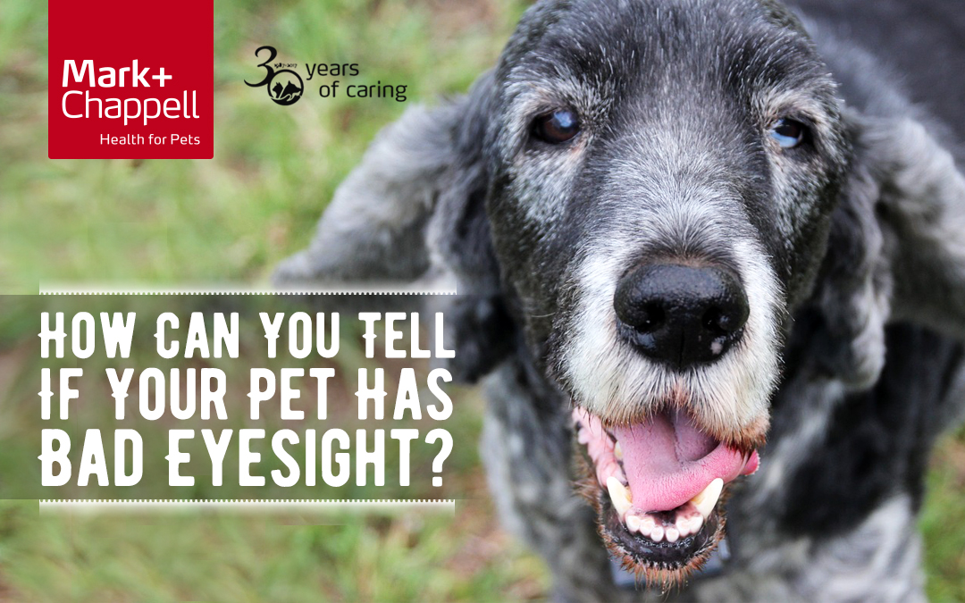 How Can You Tell If Your Pet Has Bad Eyesight?
