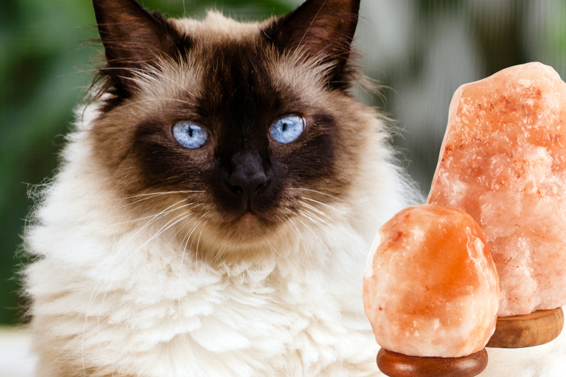 Are Himalayan salt lamps poisonous for pets? - Mark + Chappell