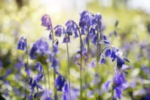Bluebells – What plants are poisonous to dogs – Mark and Chappell
