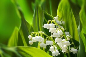 is lily of the valley poisonous to dogs