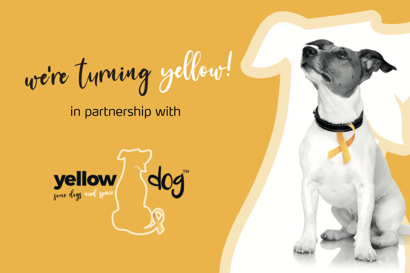 Mark + Chappell Team Up With Yellow Dog™