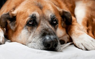 Why Do Old Dogs Smell?