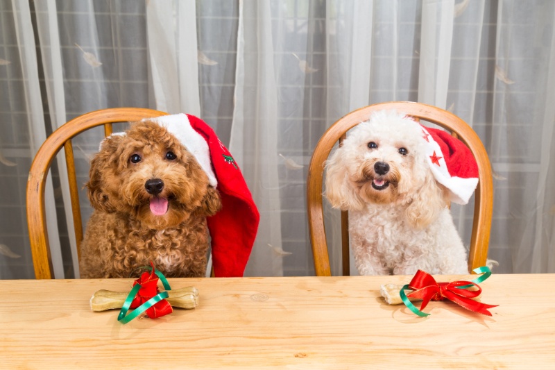 12 Fun Ways To Celebrate Christmas With Pets - VetIQ (2)