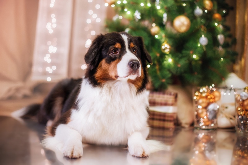 Christmas Safety Tips For Pet Owners - VetIQ (6)
