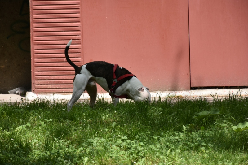 Why Is My Dog Eating Poop And How Can I Stop It? - VetIQ (1)