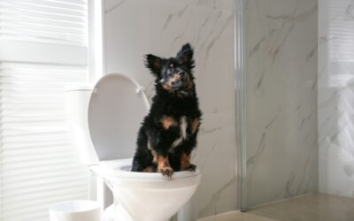 4 Essential Steps For Toilet Training A Dog
