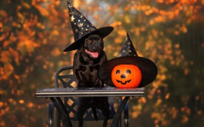 Pumpkins & Pooches – Our Guide To Dog-Friendly Halloween Celebrations